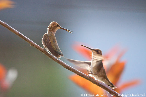 Hummingbird Morning