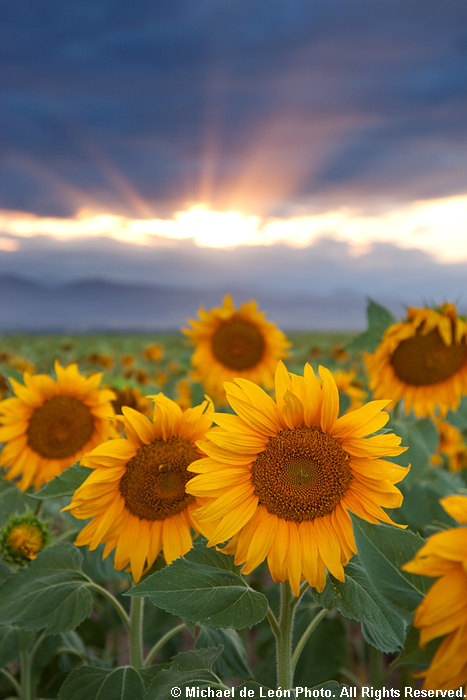 Sunflower Sunset