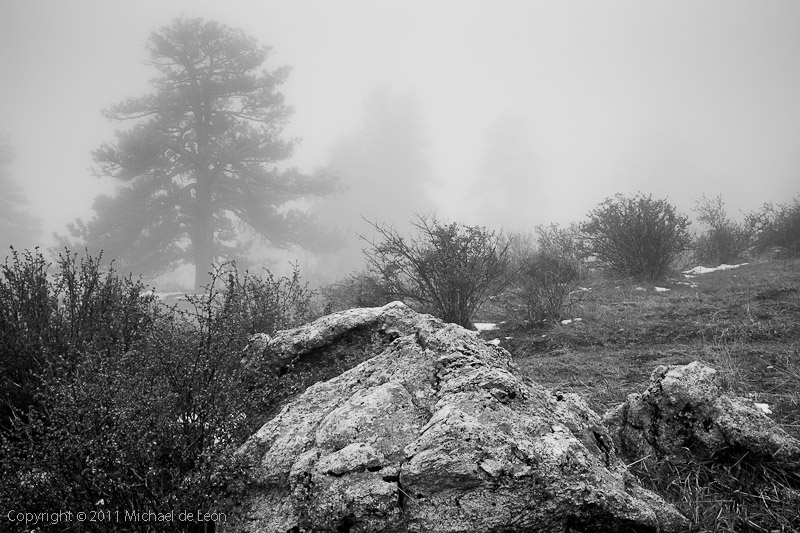 Genesee Park Fog