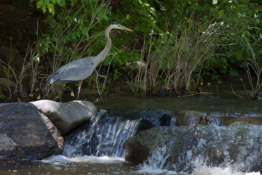 Boulder Heron