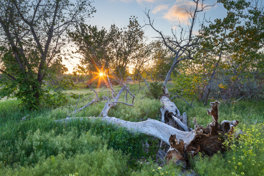 Sawhill Spring