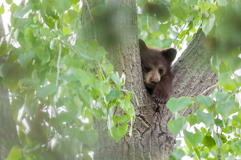 Bear Afternoon